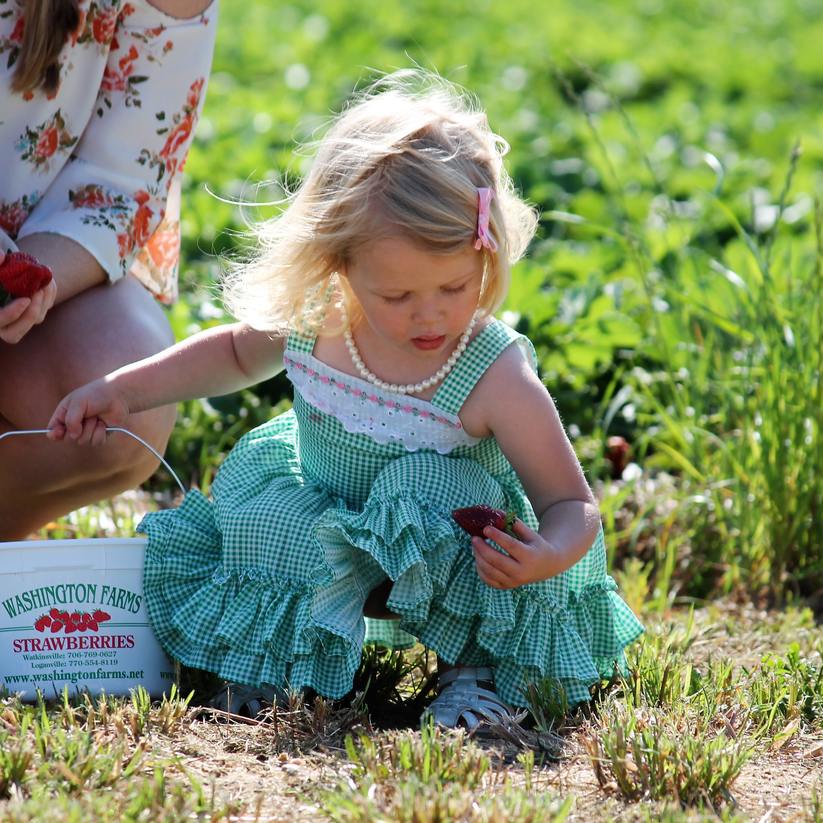 Strawberry Picking at Washington Farms | sunshineandholly.com